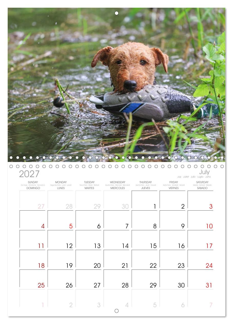 Welsh Terrier - treue Gefährten und vielseitige Jäger