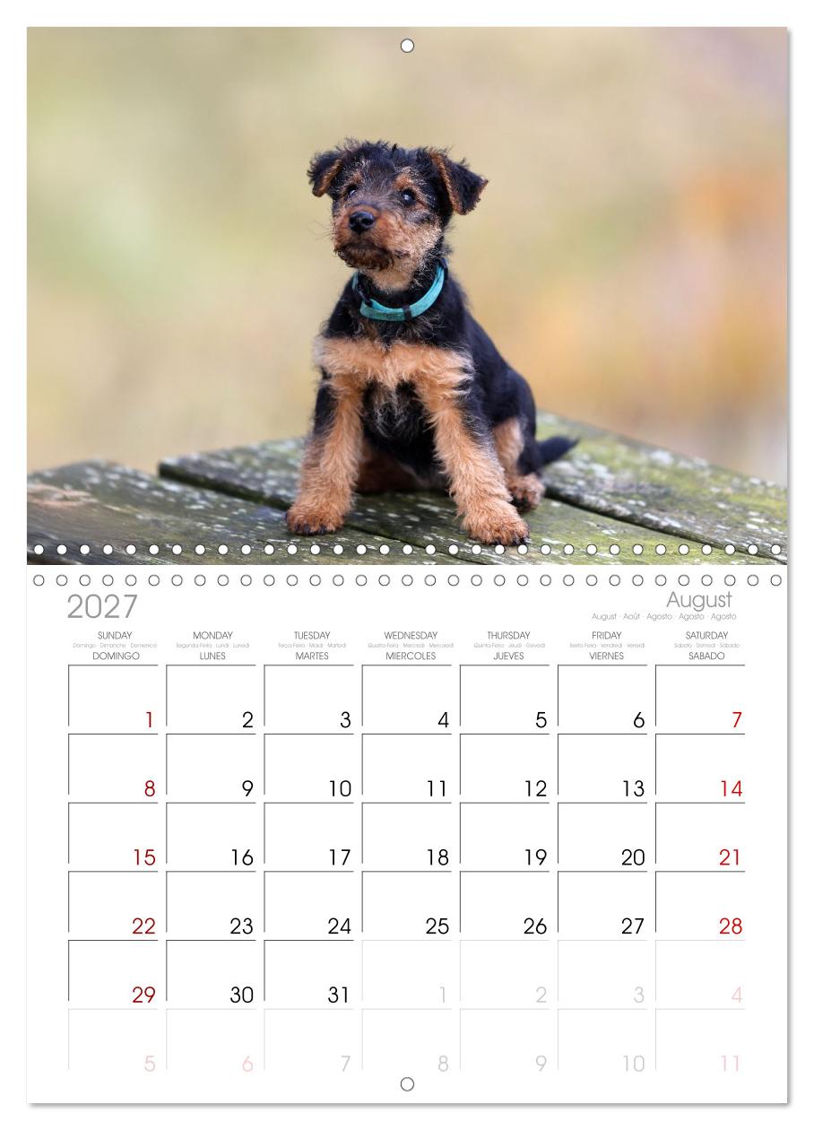 Welsh Terrier - treue Gefährten und vielseitige Jäger