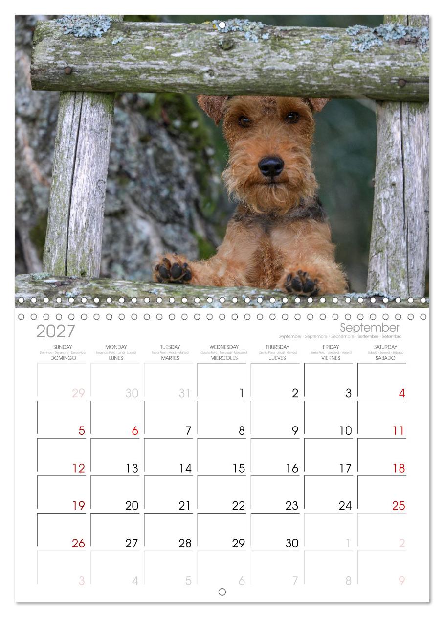 Welsh Terrier - treue Gefährten und vielseitige Jäger