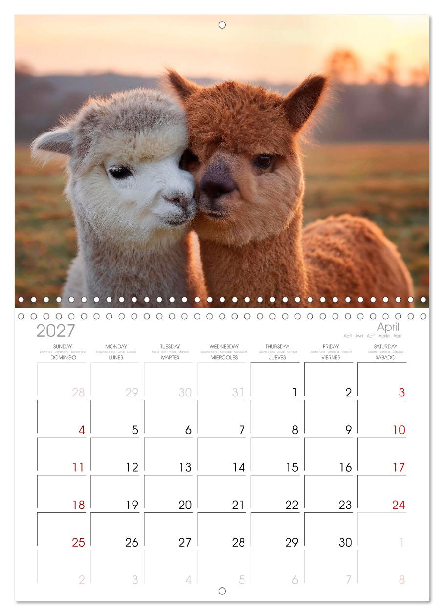 Alpakas - Charmante Begleiter