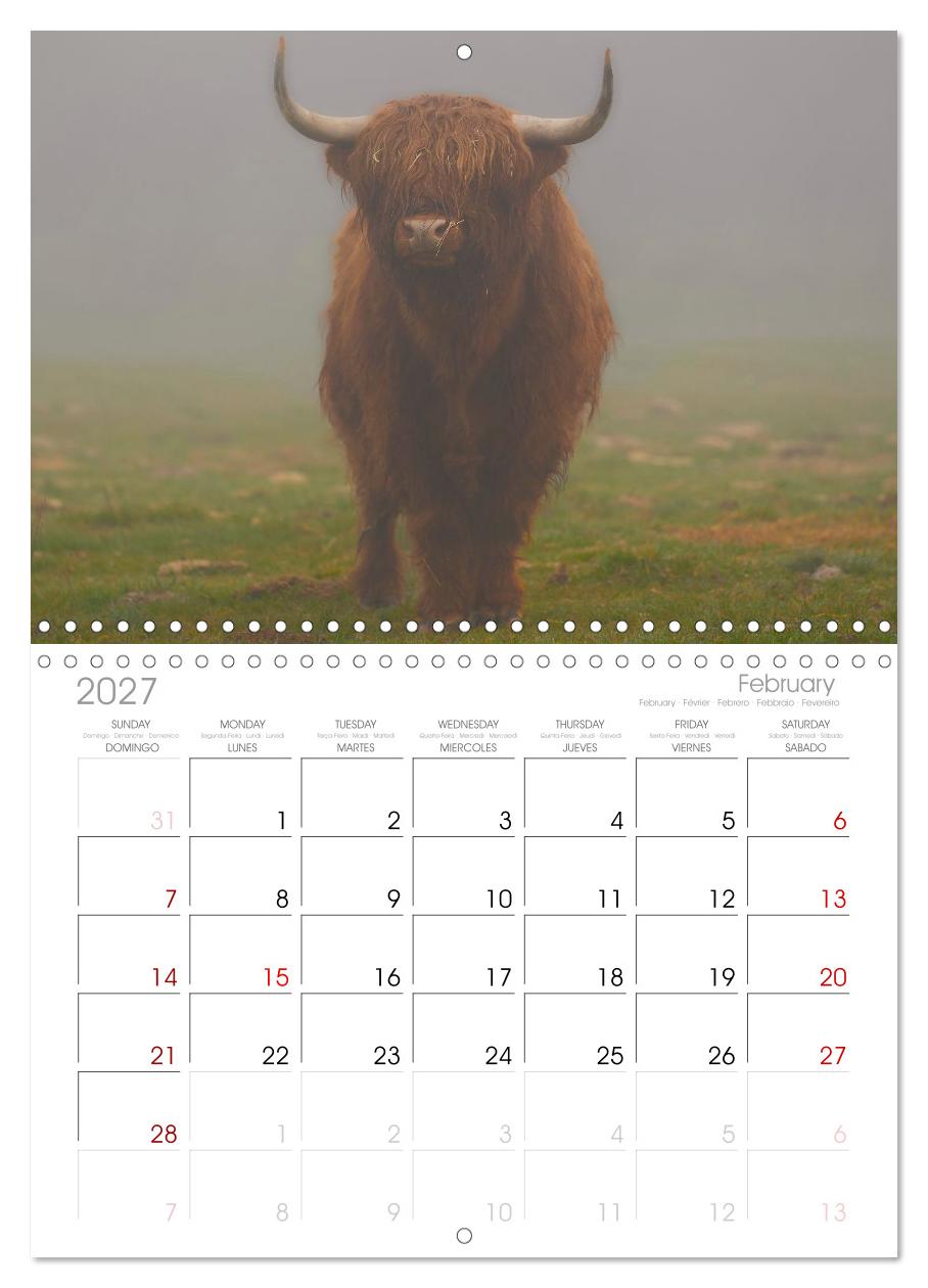 Heelan' Coo - Gutmütige Zottel (mit Terminplaner)