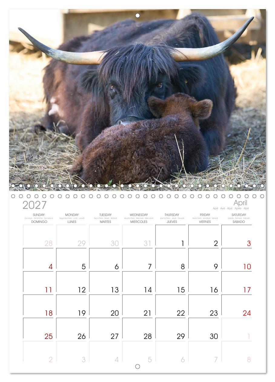 Heelan' Coo - Gutmütige Zottel (mit Terminplaner)