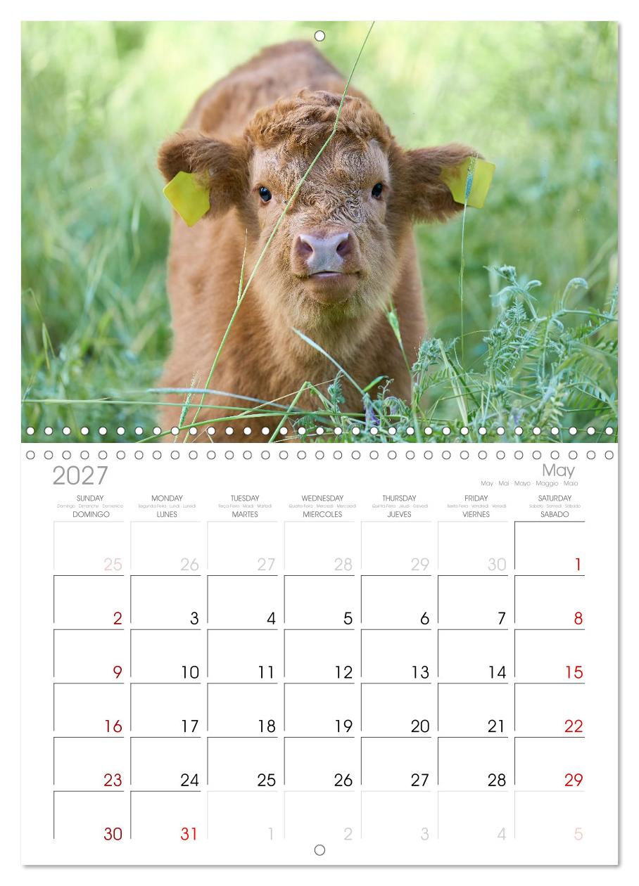 Heelan' Coo - Gutmütige Zottel (mit Terminplaner)