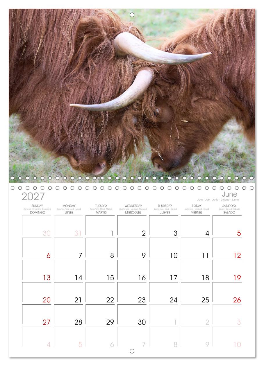 Heelan' Coo - Gutmütige Zottel (mit Terminplaner)