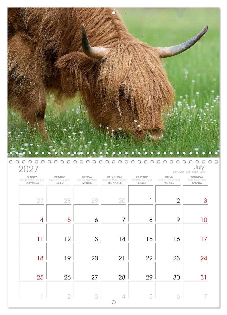 Heelan' Coo - Gutmütige Zottel (mit Terminplaner)