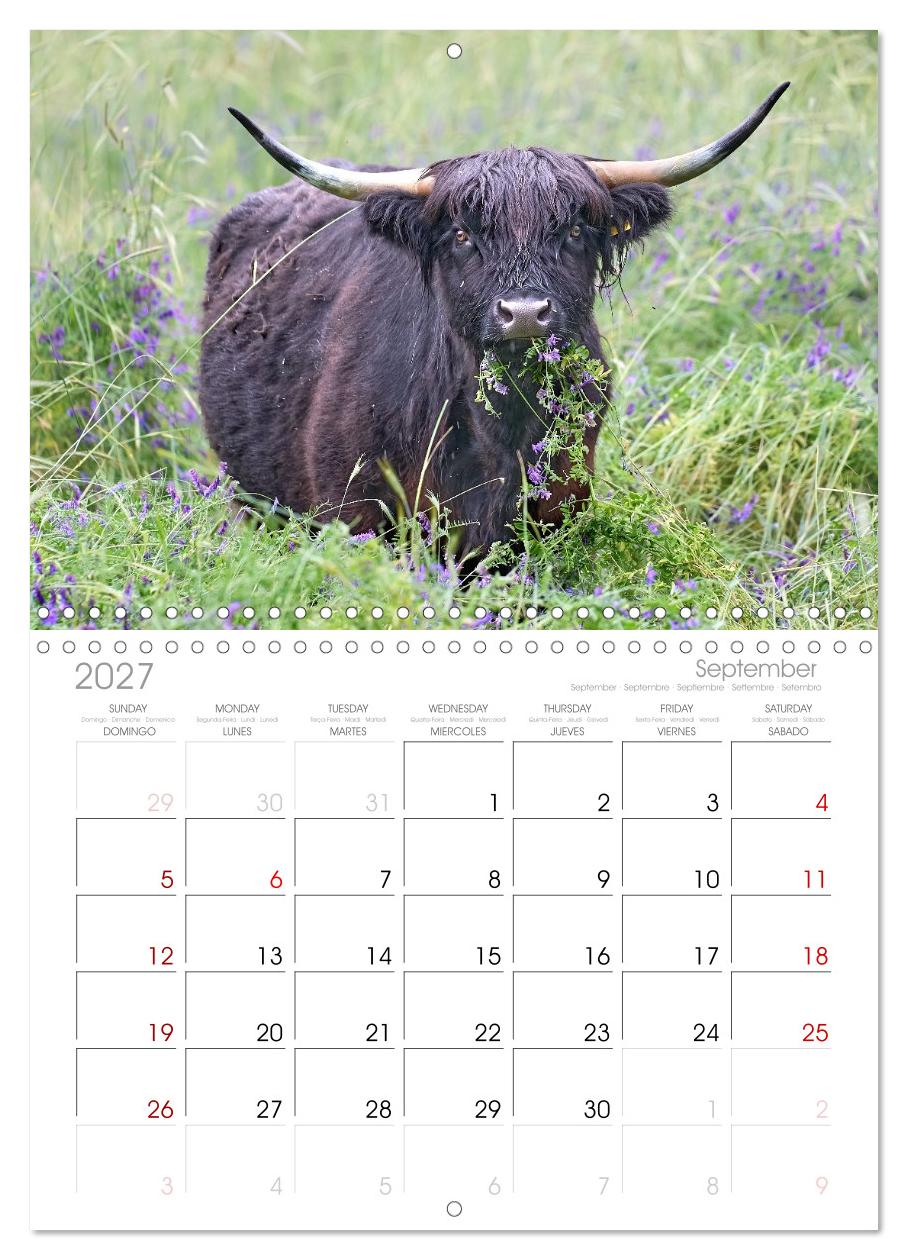 Heelan' Coo - Gutmütige Zottel (mit Terminplaner)