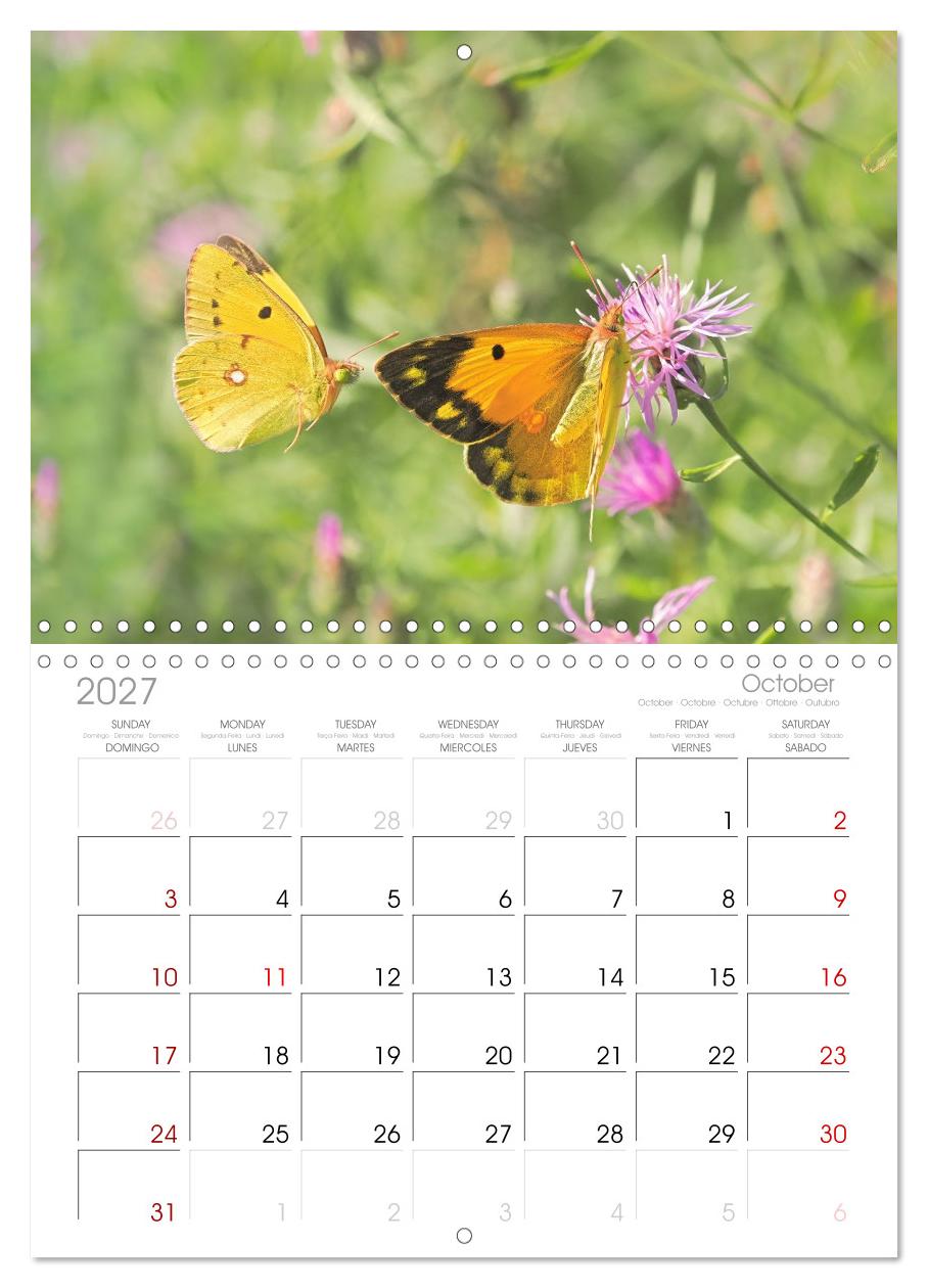 Fliegende Schmetterlinge