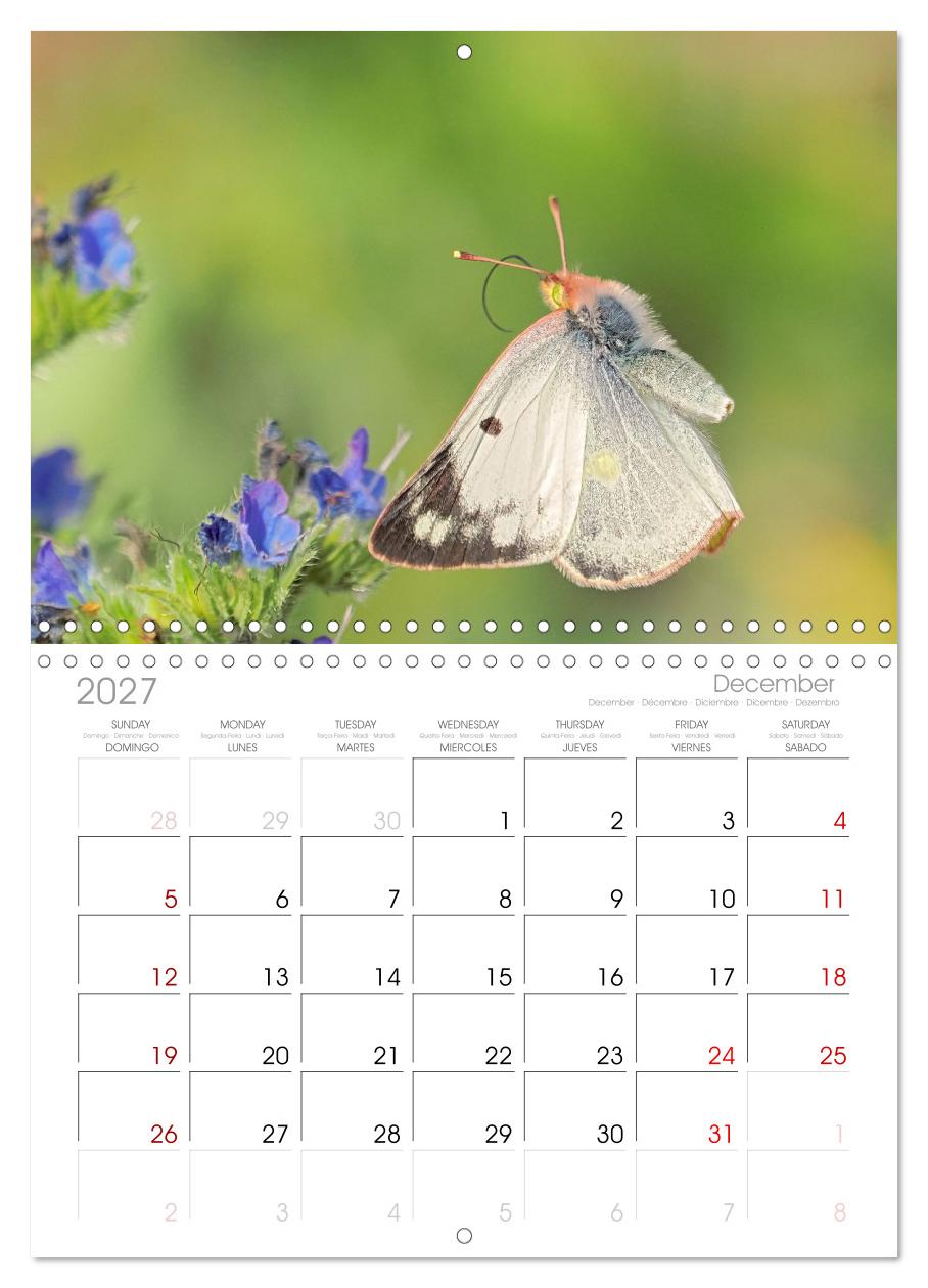 Fliegende Schmetterlinge