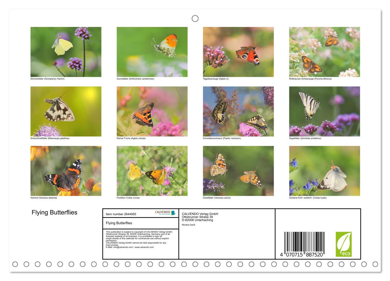 Fliegende Schmetterlinge