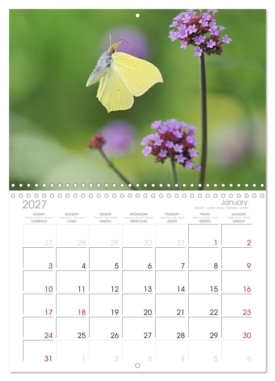 Fliegende Schmetterlinge