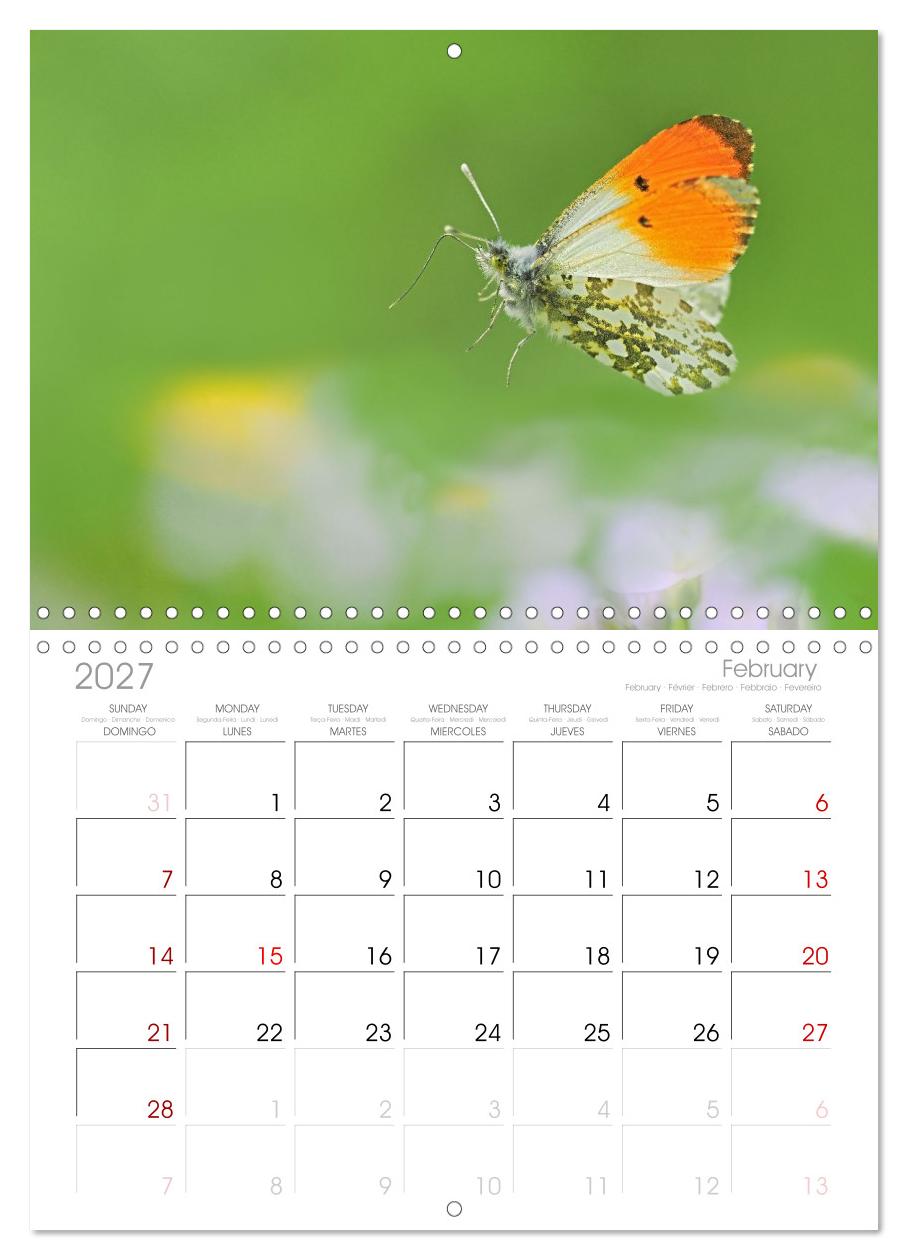 Fliegende Schmetterlinge