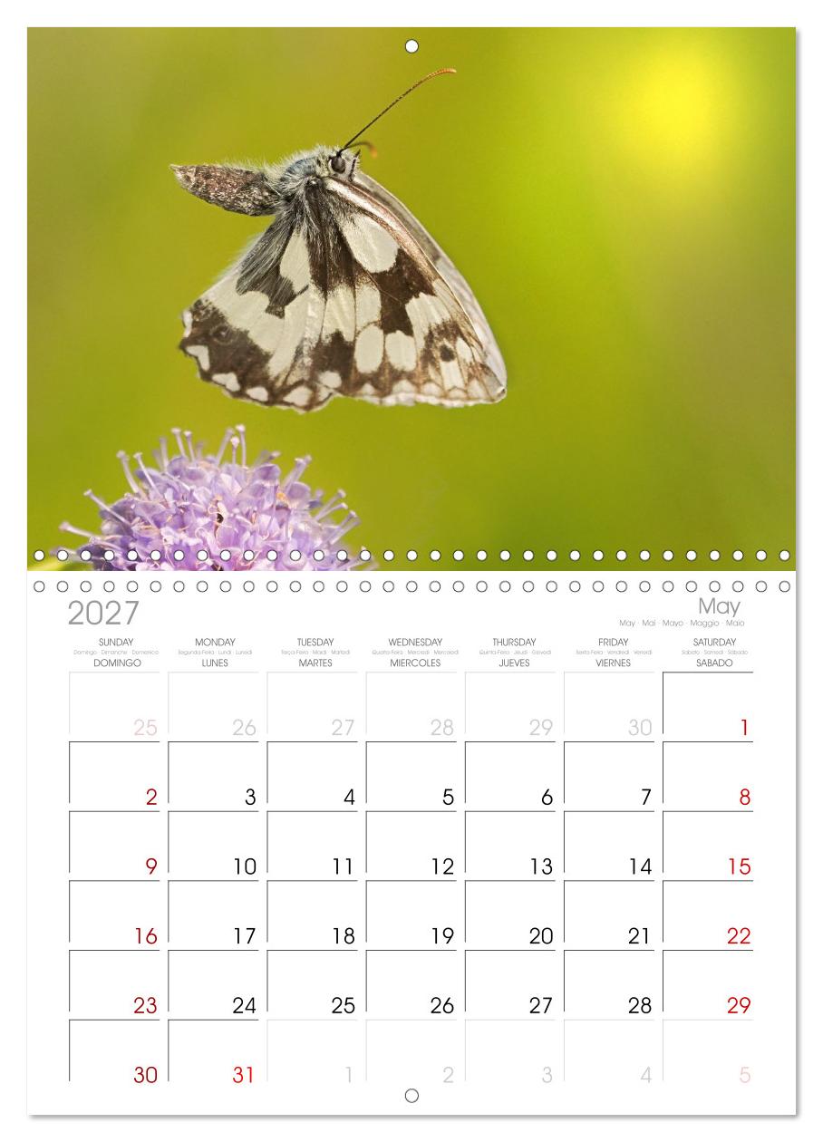 Fliegende Schmetterlinge