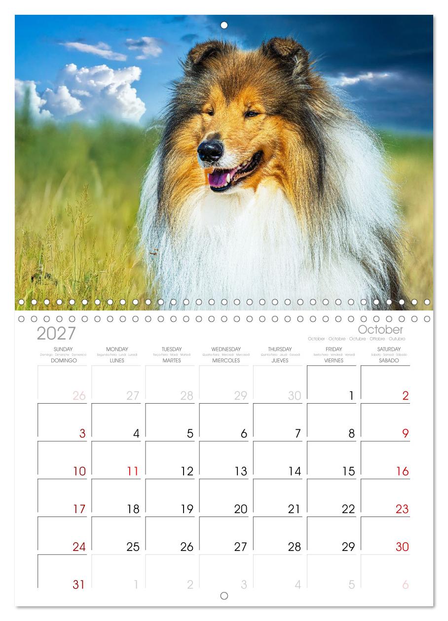 Faszinierende Rough Collies