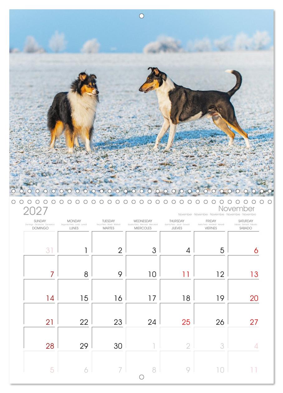 Faszinierende Rough Collies