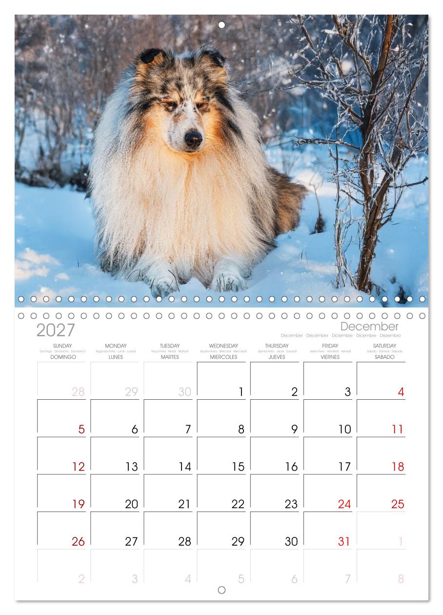 Faszinierende Rough Collies