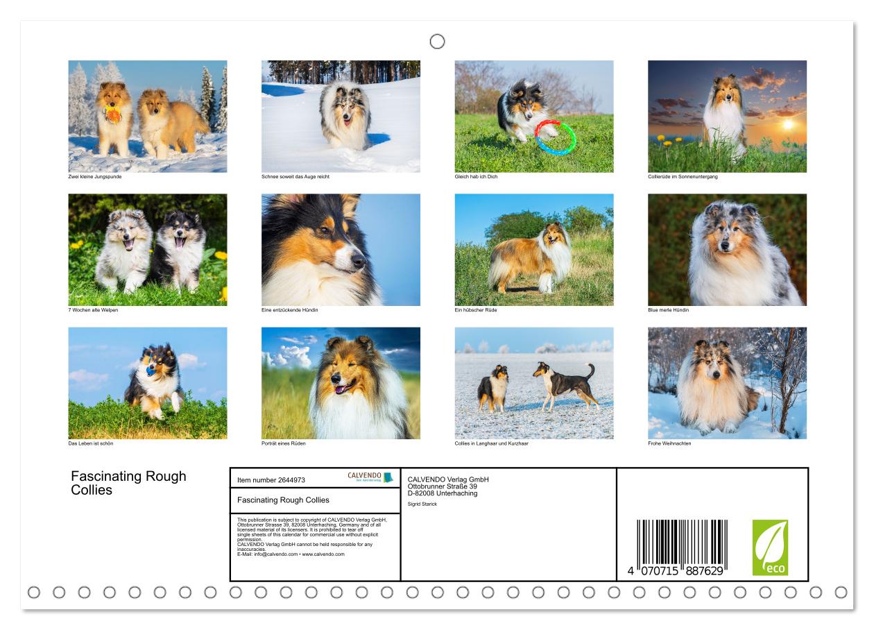 Faszinierende Rough Collies