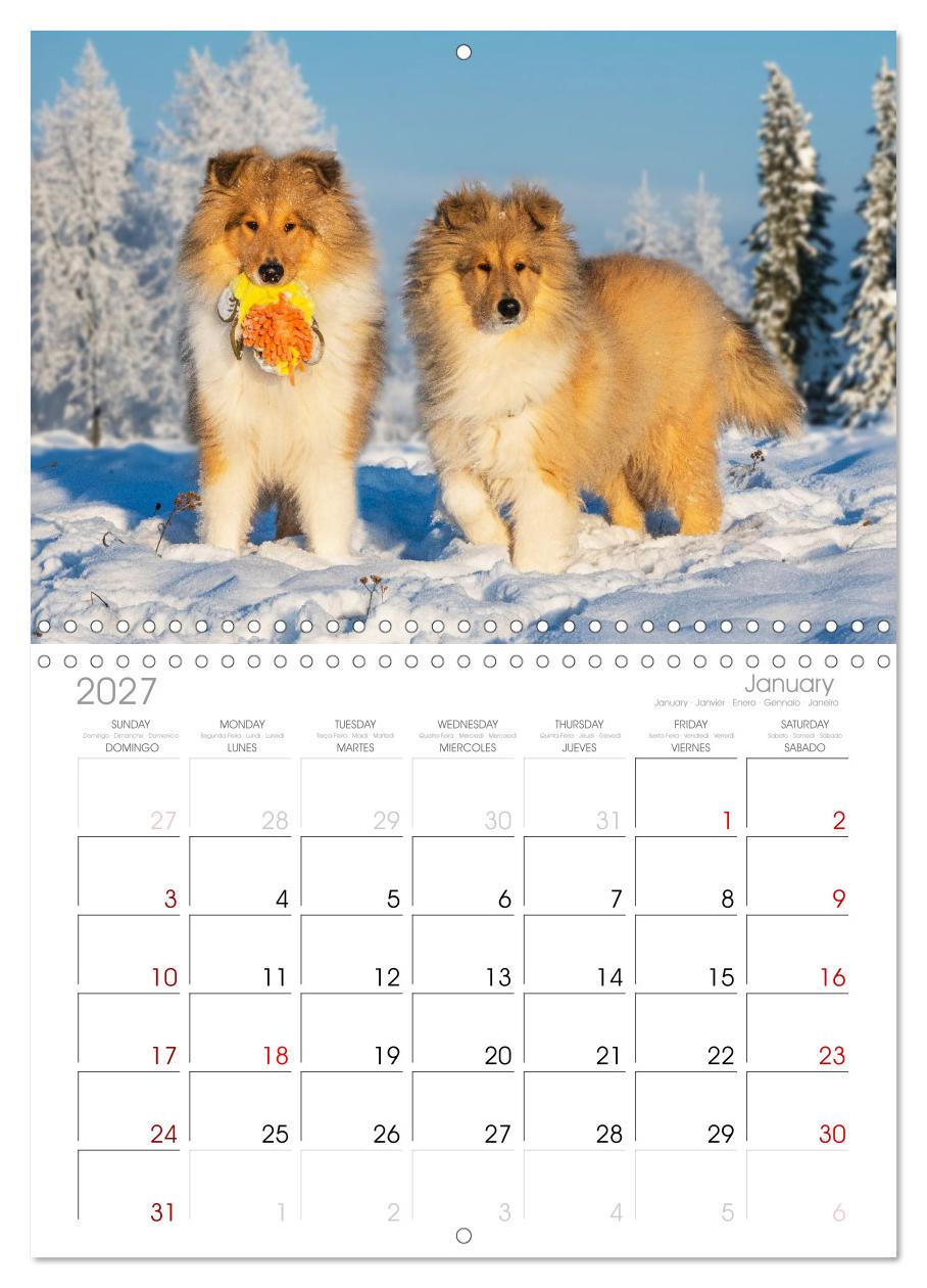Faszinierende Rough Collies
