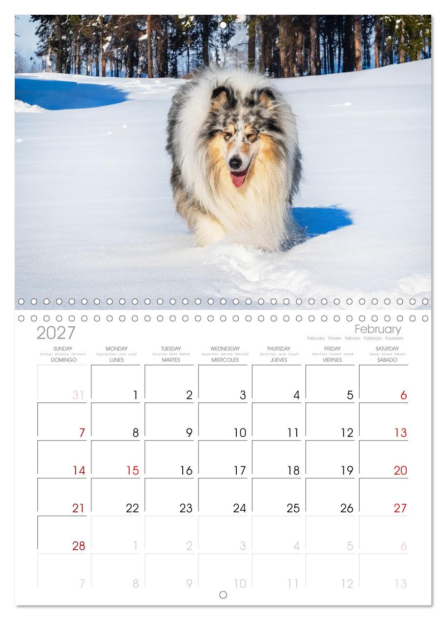Faszinierende Rough Collies