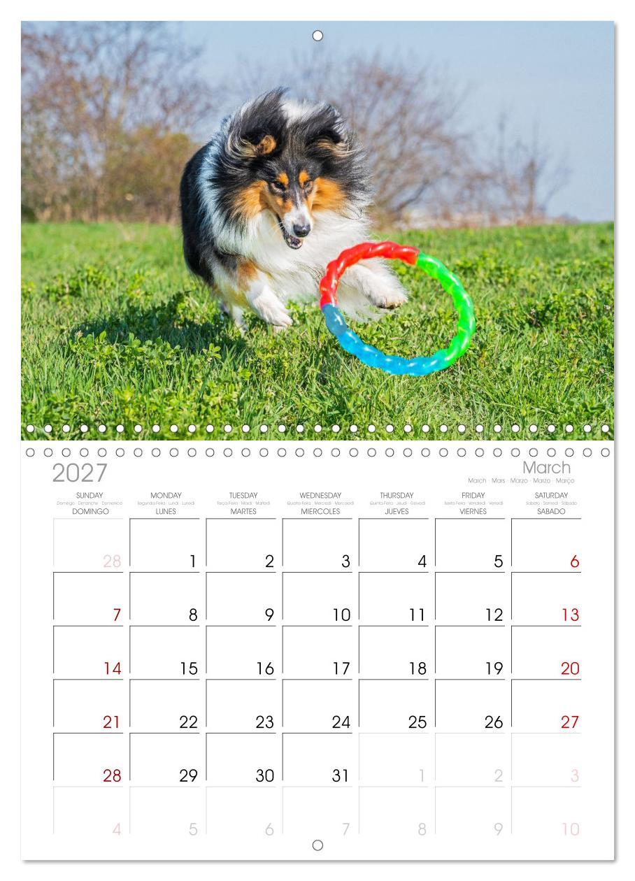 Faszinierende Rough Collies