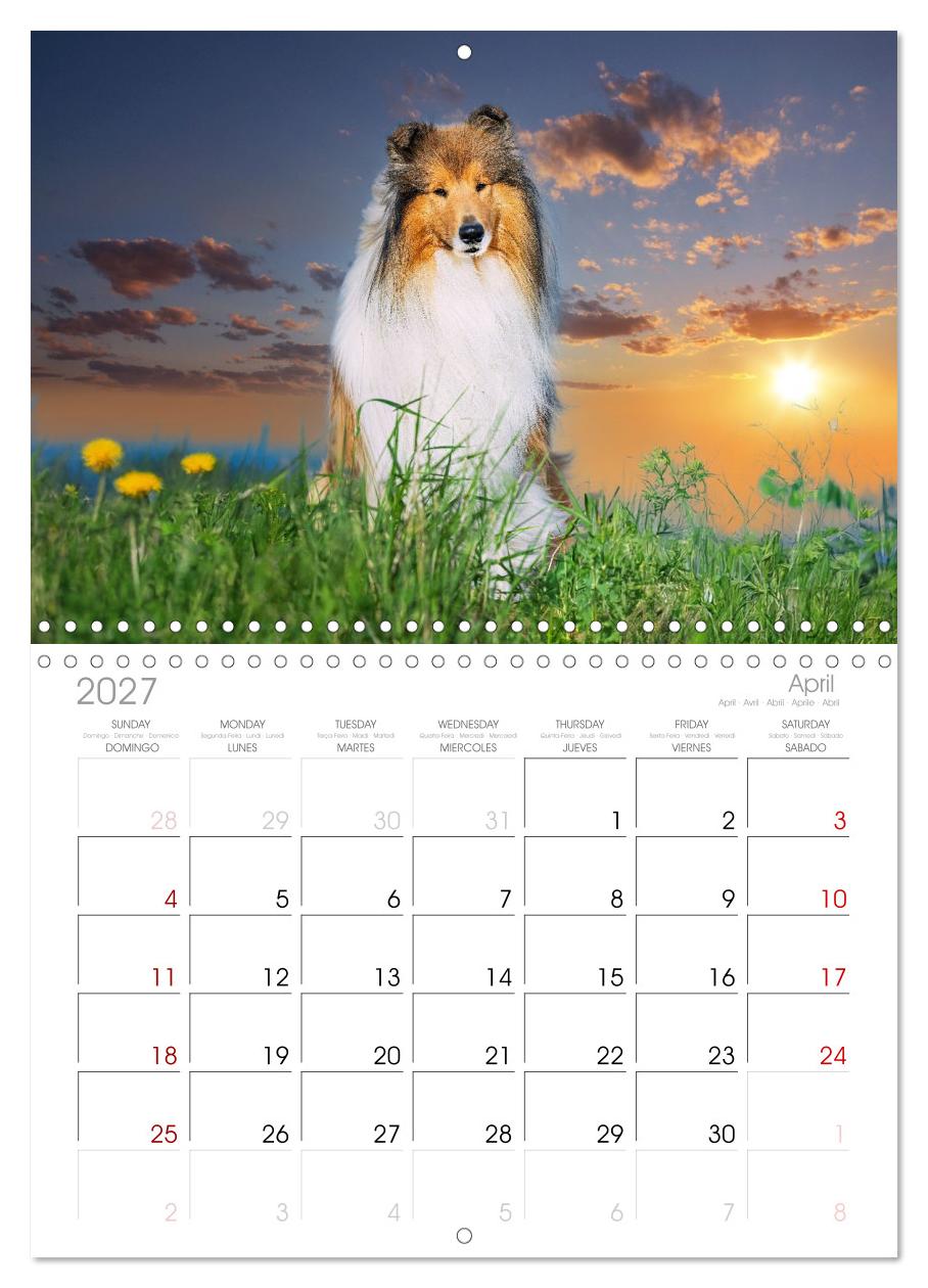 Faszinierende Rough Collies