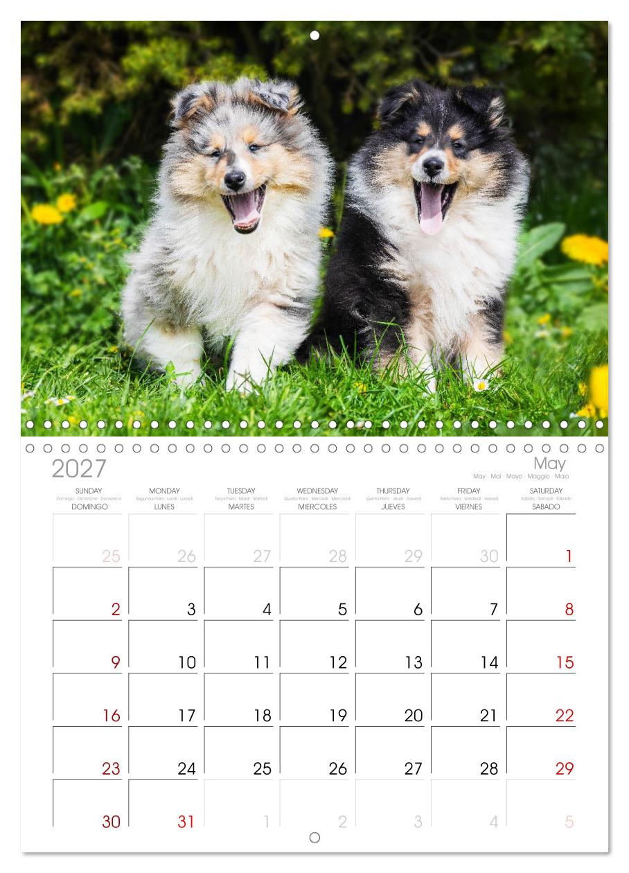 Faszinierende Rough Collies
