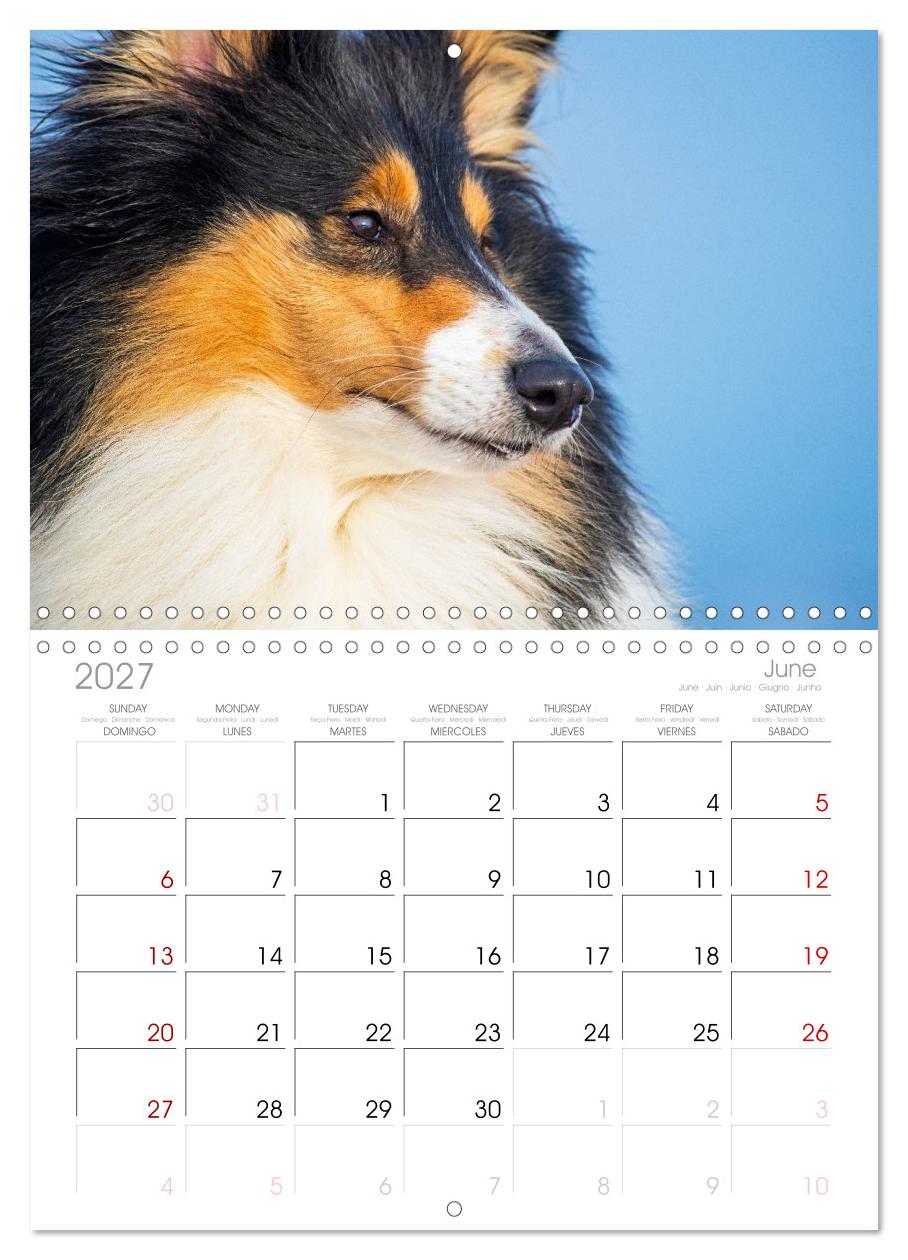 Faszinierende Rough Collies