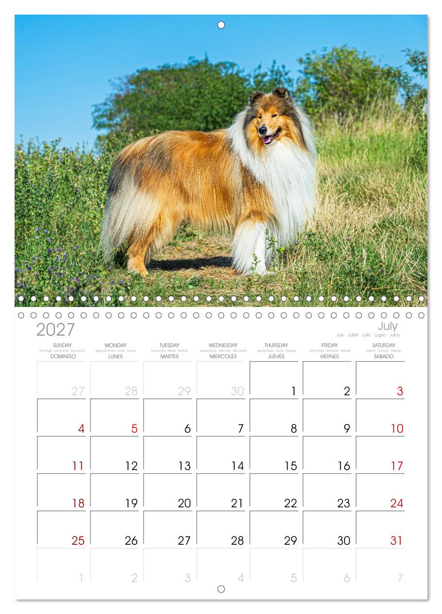 Faszinierende Rough Collies