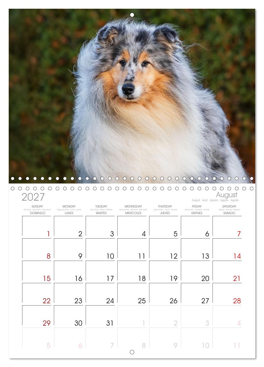 Faszinierende Rough Collies
