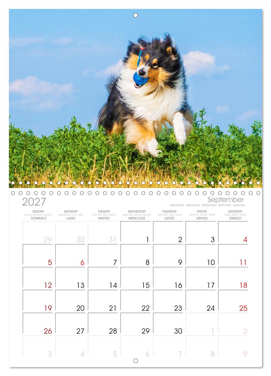 Faszinierende Rough Collies