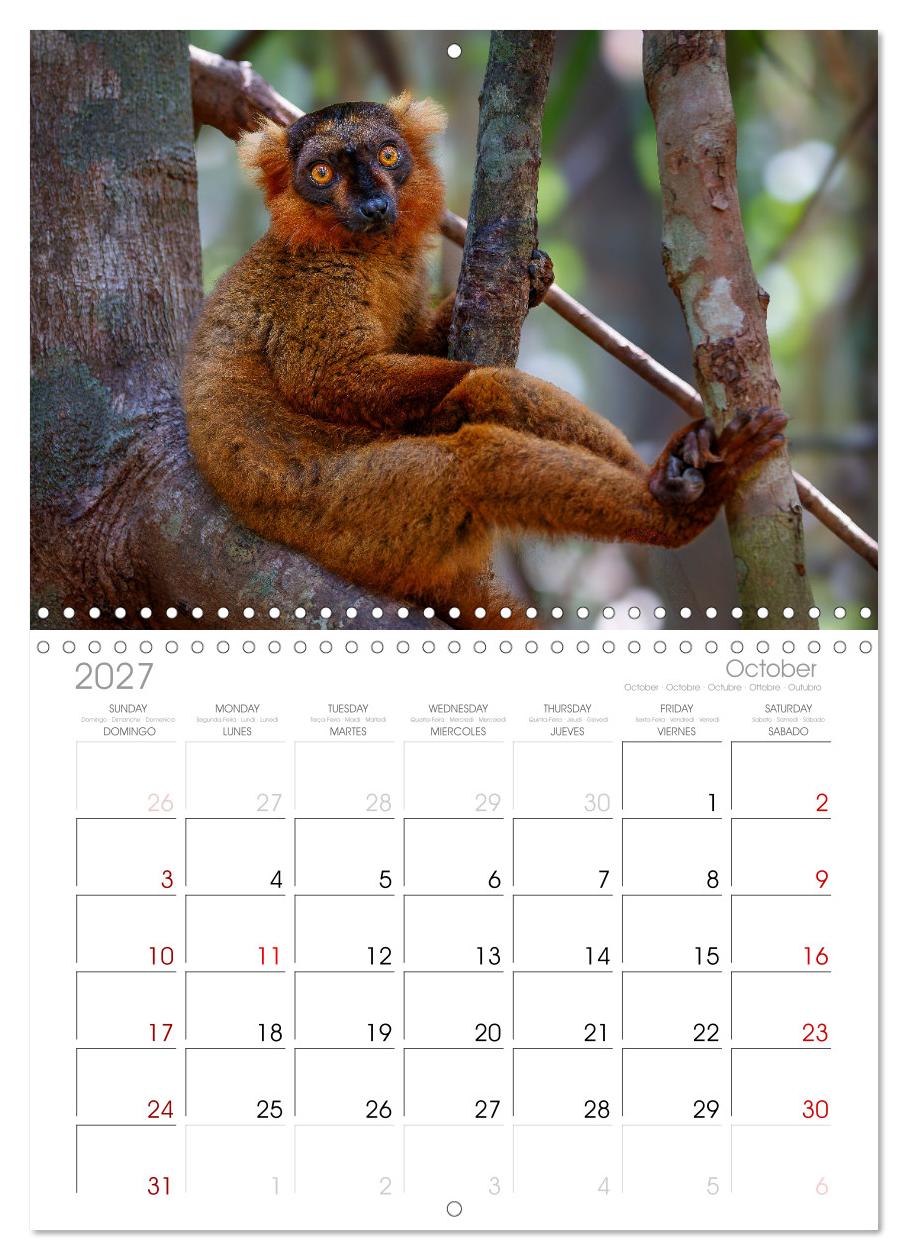 Tierisch tolles Madagaskar - Chamäleons, Lemuren und mehr