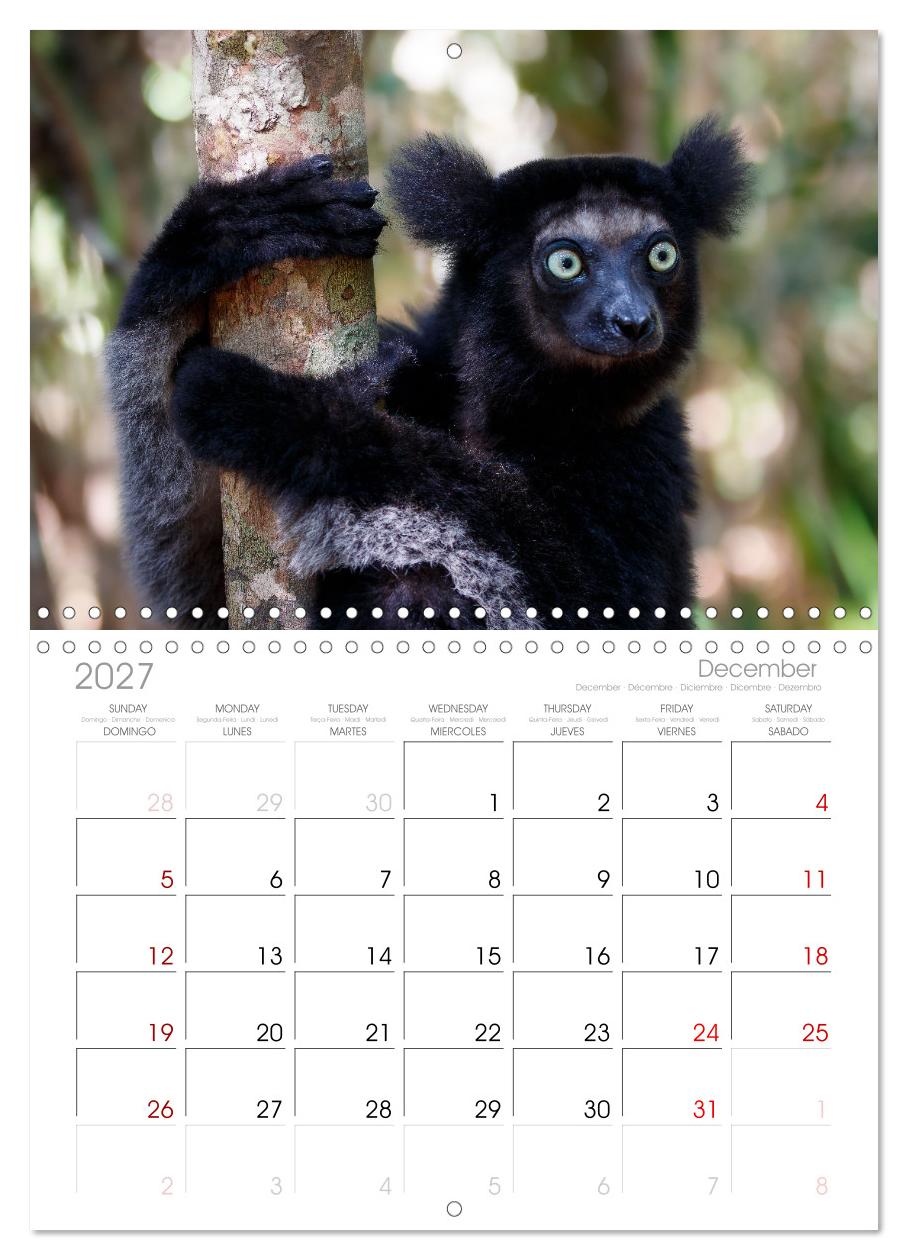 Tierisch tolles Madagaskar - Chamäleons, Lemuren und mehr