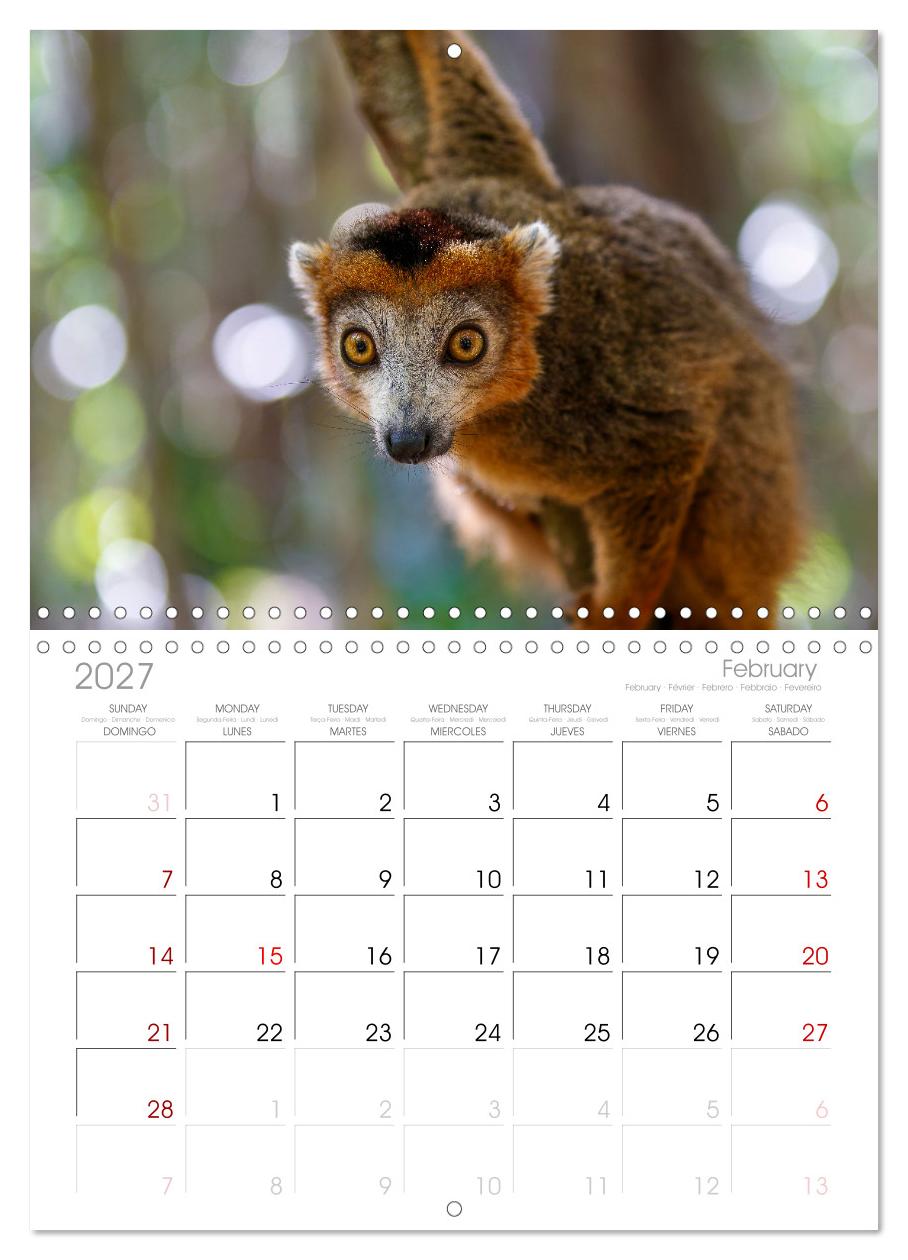 Tierisch tolles Madagaskar - Chamäleons, Lemuren und mehr