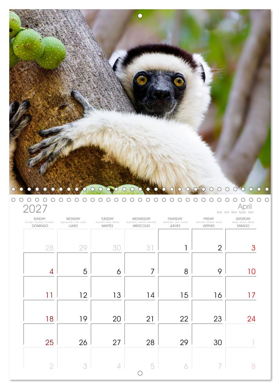 Tierisch tolles Madagaskar - Chamäleons, Lemuren und mehr