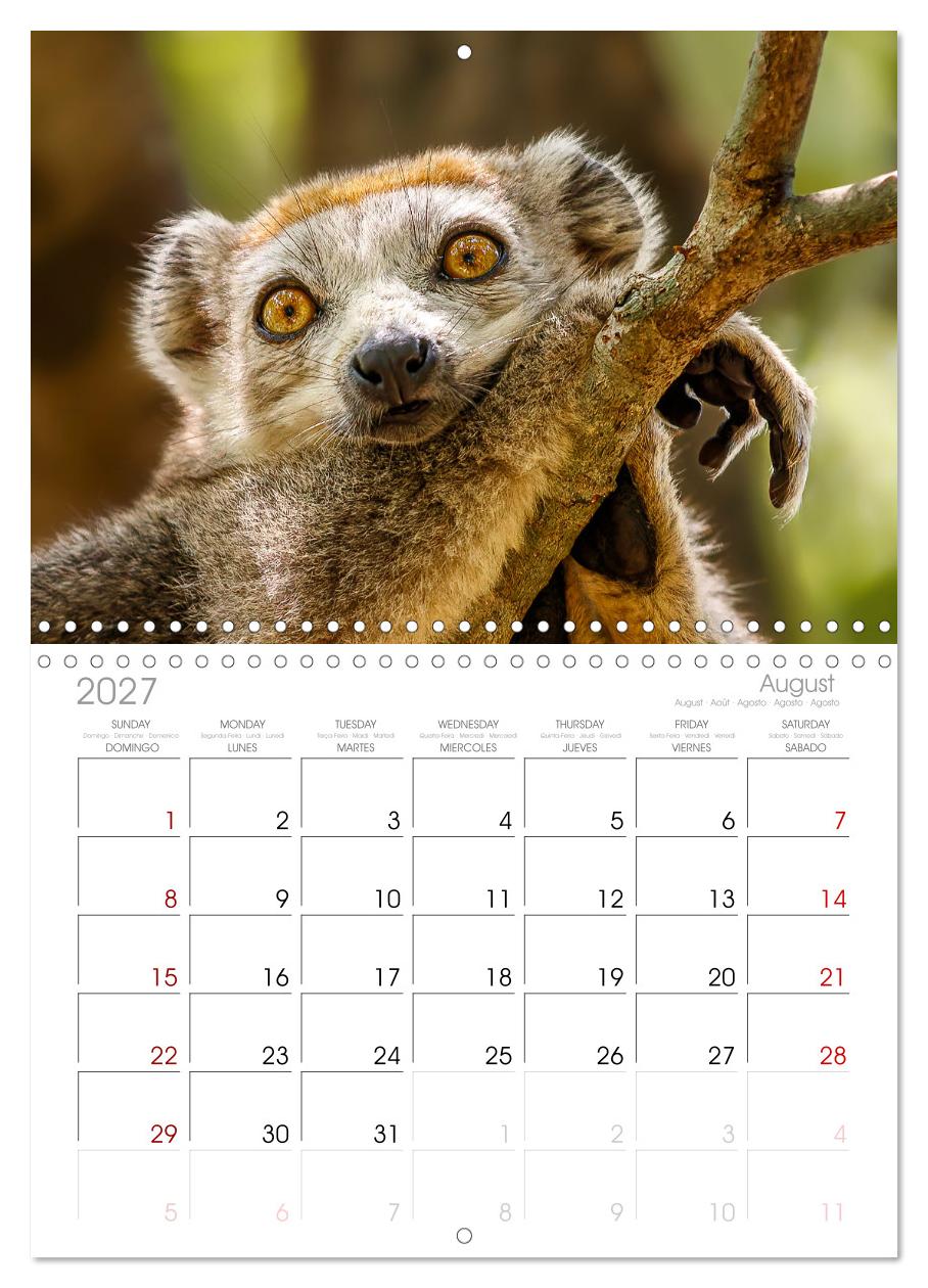 Tierisch tolles Madagaskar - Chamäleons, Lemuren und mehr