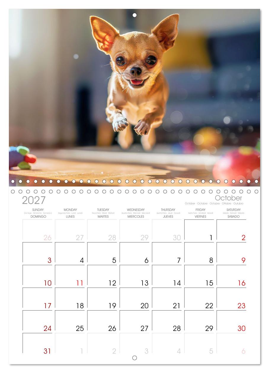 Zuckersüße Chihuahuas