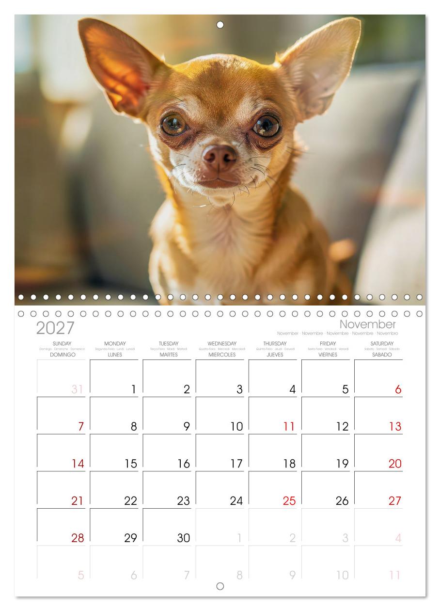 Zuckersüße Chihuahuas