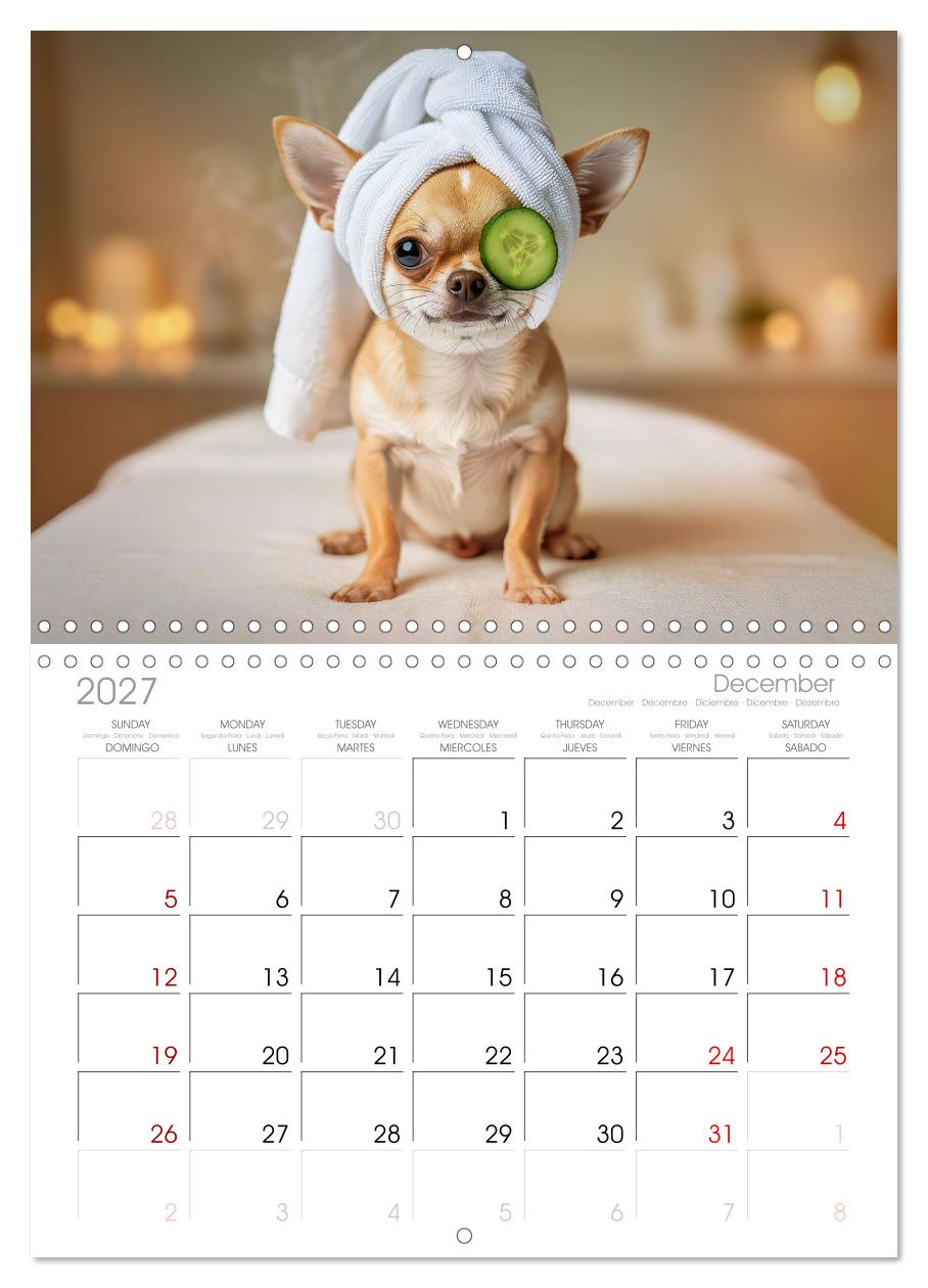 Zuckersüße Chihuahuas