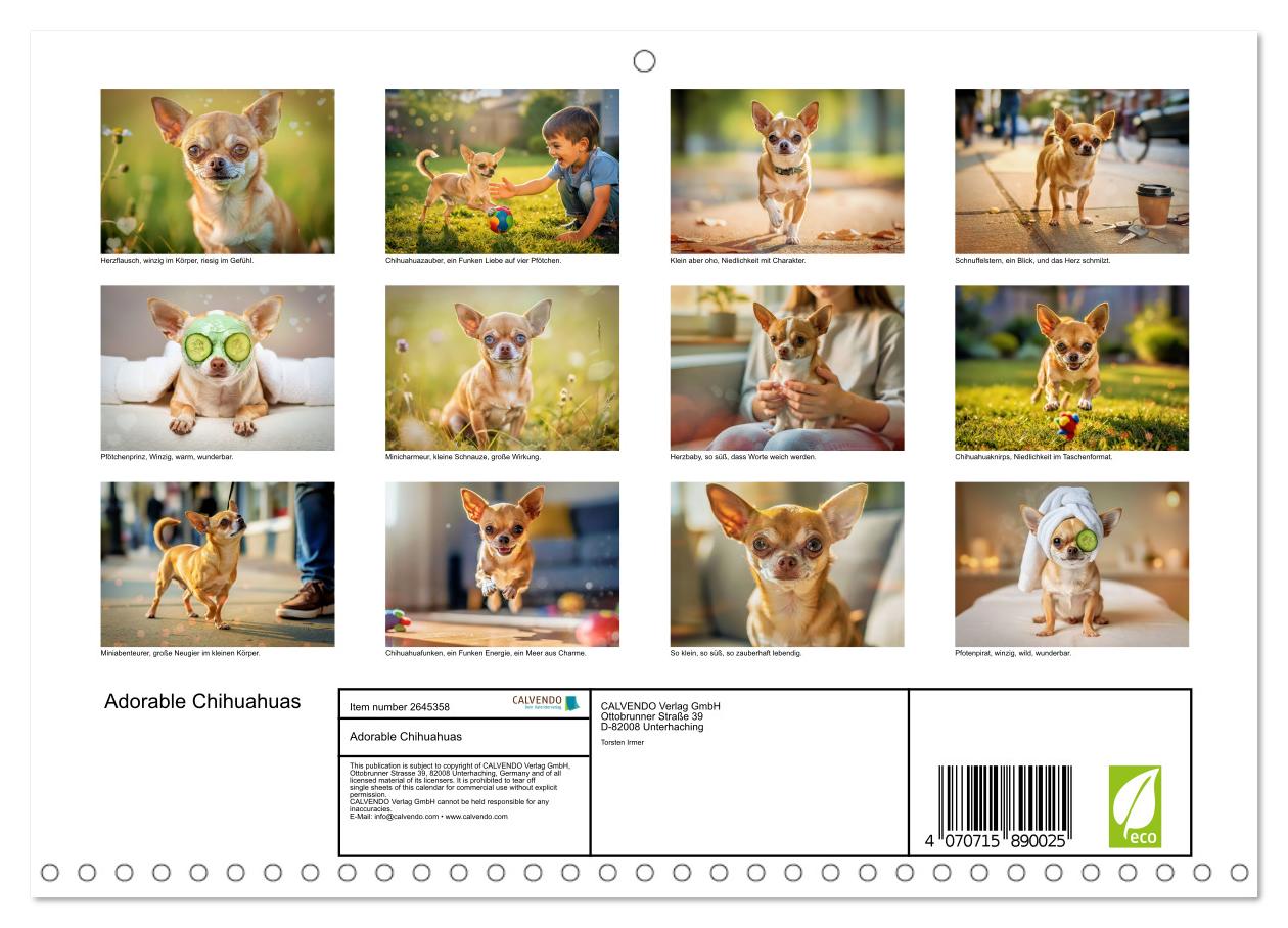 Zuckersüße Chihuahuas