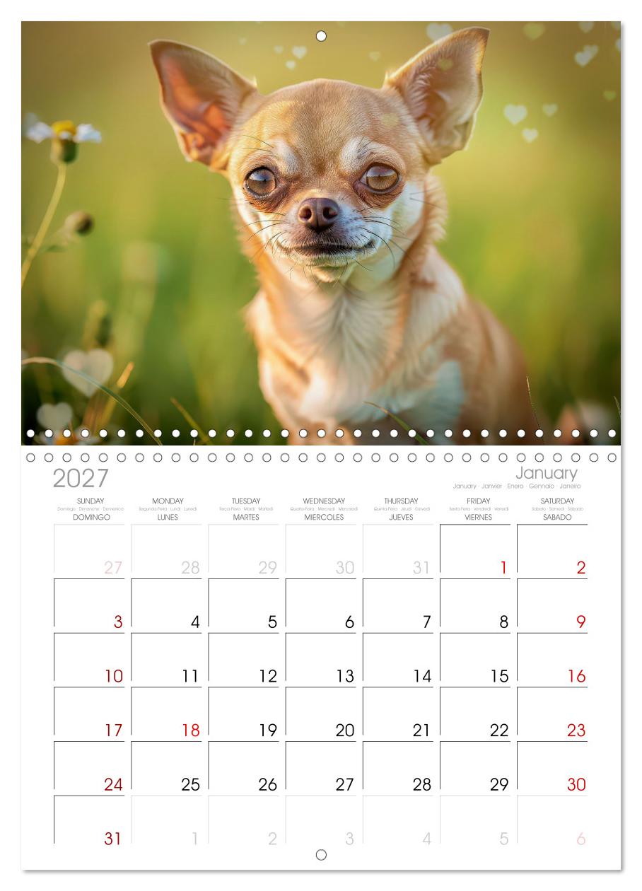 Zuckersüße Chihuahuas