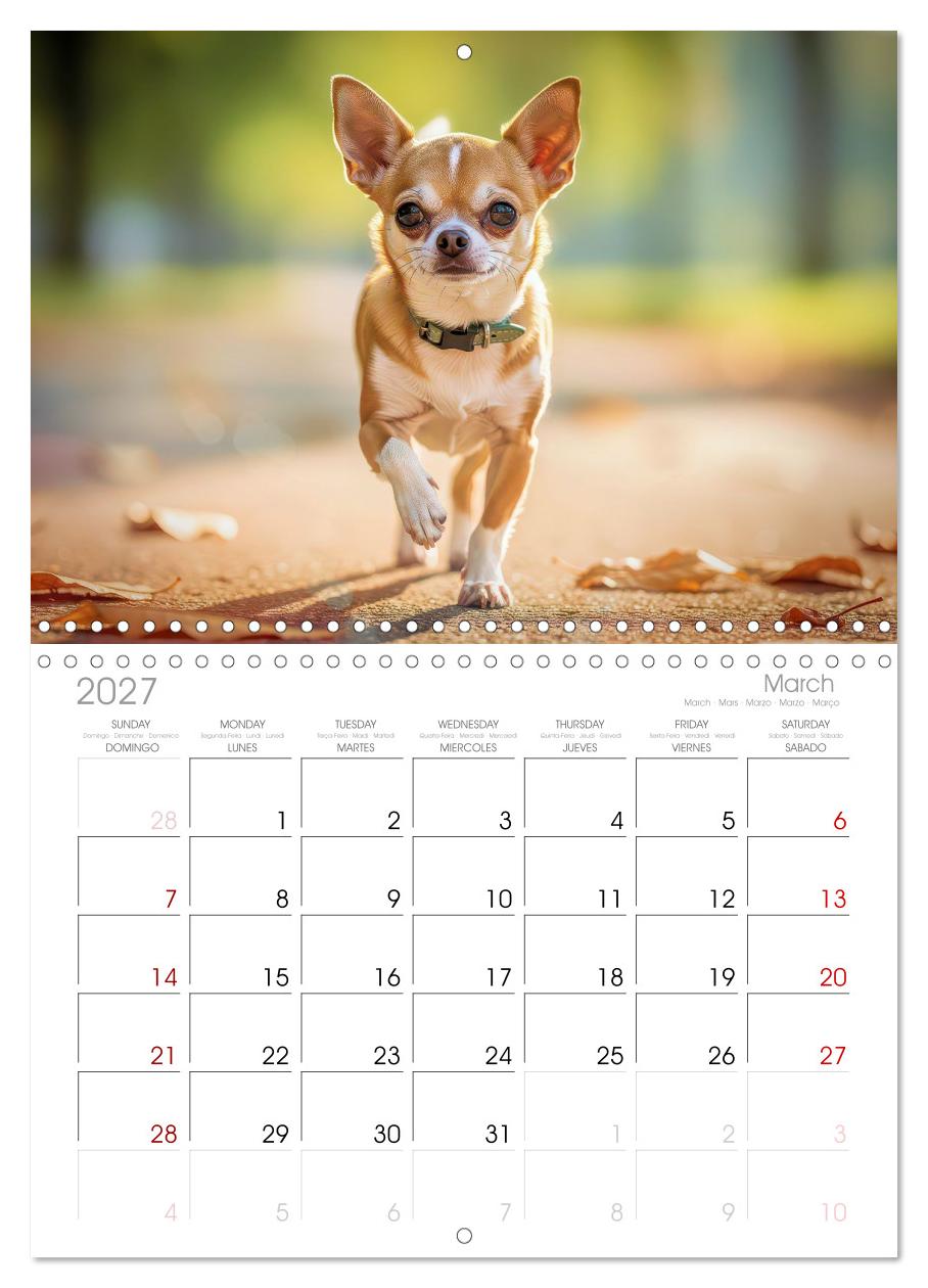 Zuckersüße Chihuahuas