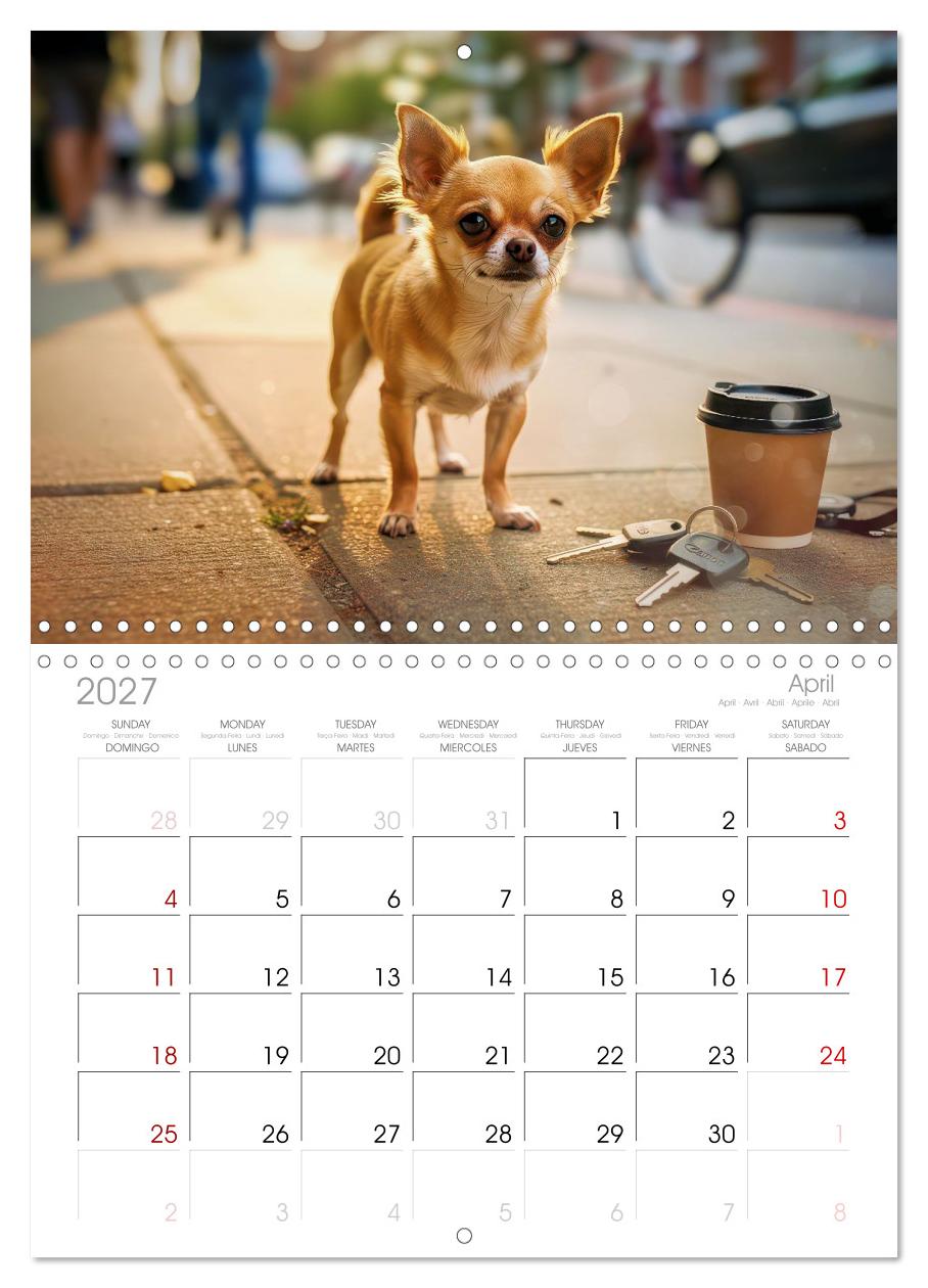 Zuckersüße Chihuahuas