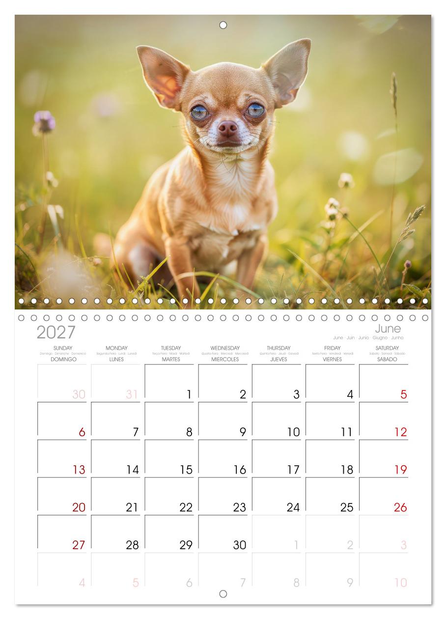 Zuckersüße Chihuahuas