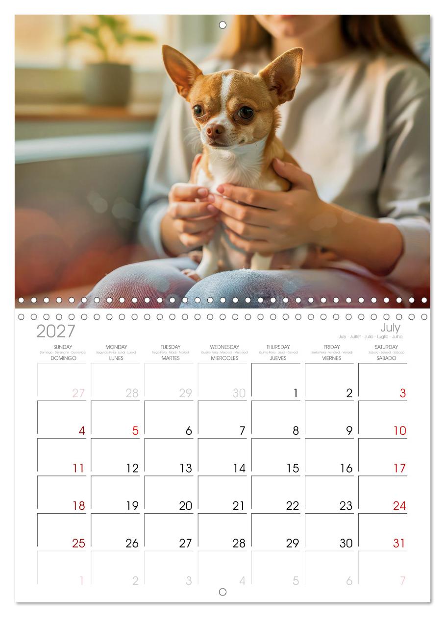 Zuckersüße Chihuahuas