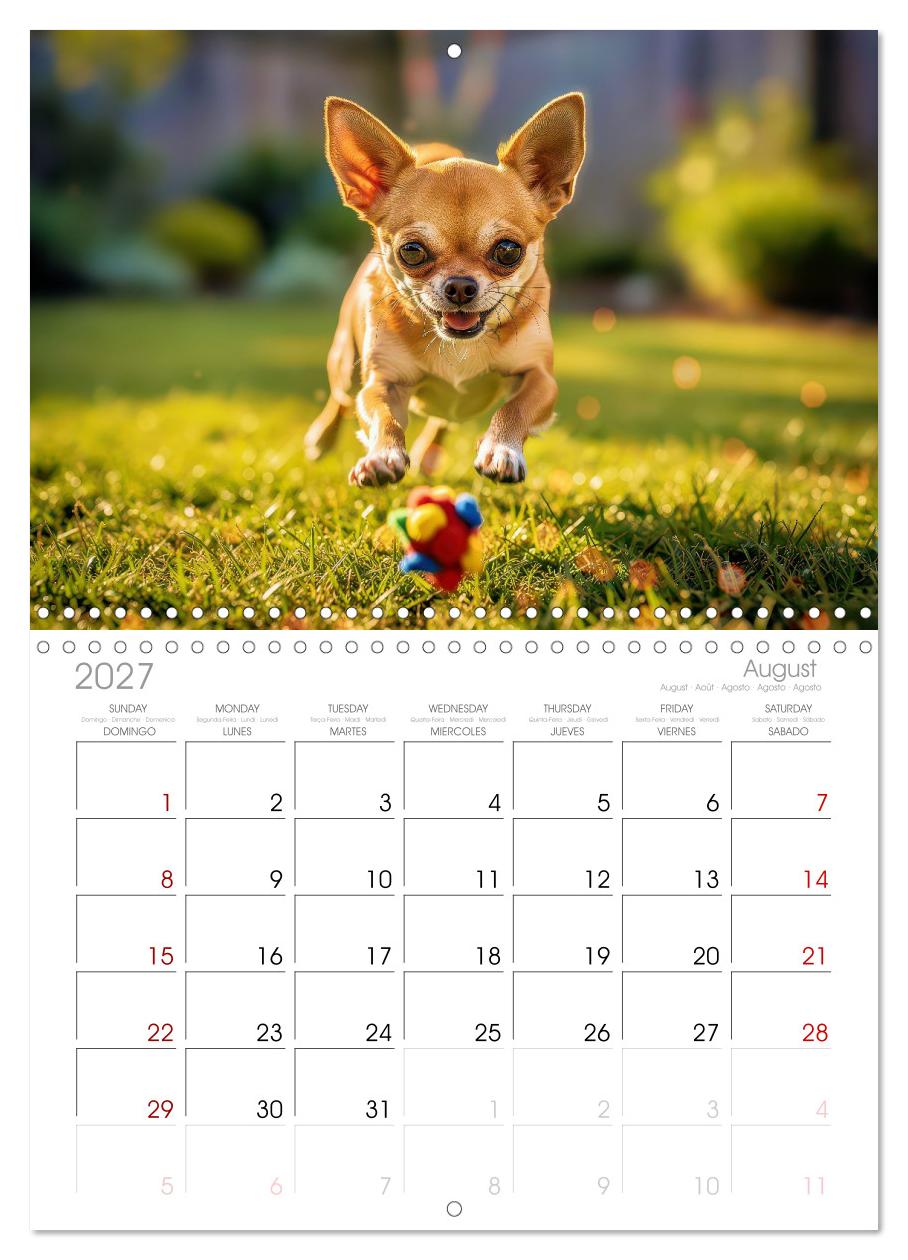 Zuckersüße Chihuahuas
