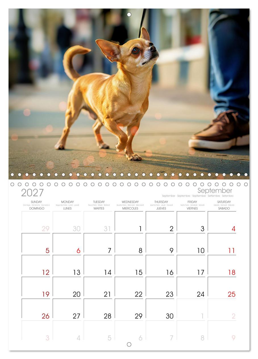 Zuckersüße Chihuahuas