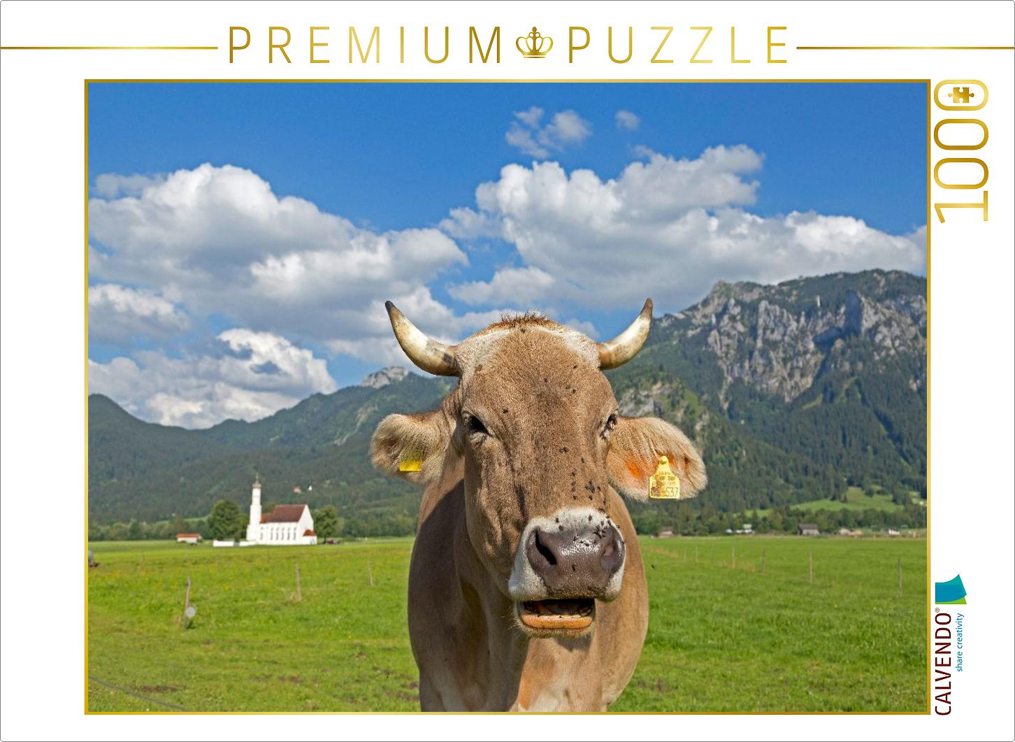 Kuh vor Kirche St. Coloman bei Schwangau, Allgäu