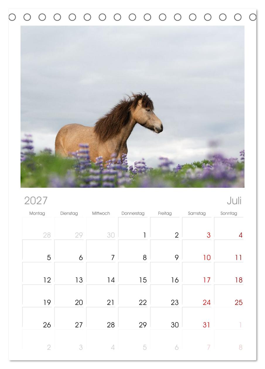 Islandpferde und ihre raue Heimat