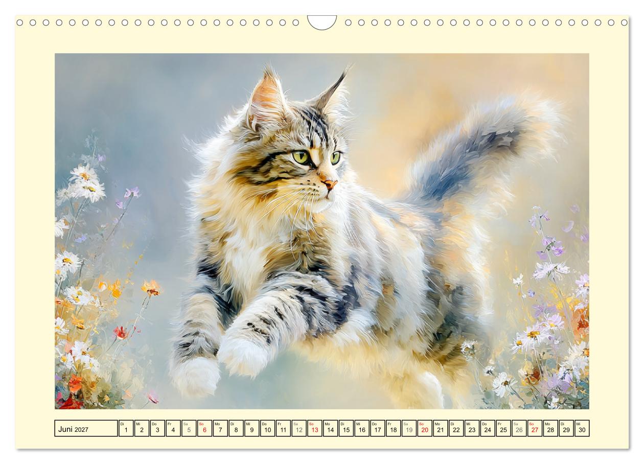 Maine Coon Magie. Schönheiten voller Anmut und Charme