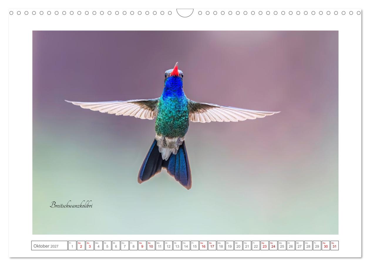 Traumhaft nah dran an Kolibris