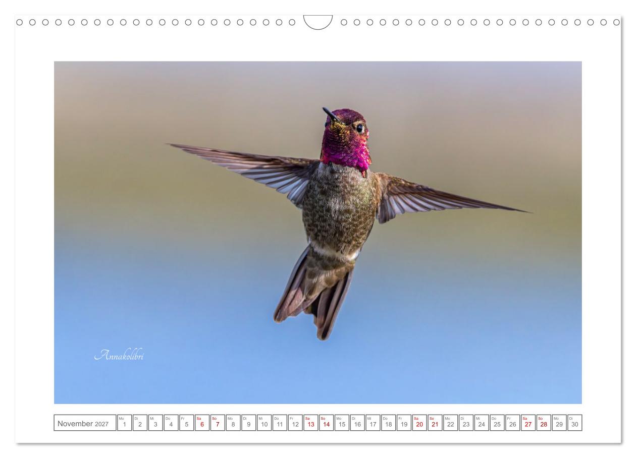 Traumhaft nah dran an Kolibris